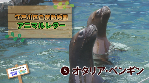 江戸川区自然動物園 アニマルレター⑤ オタリア・ペンギン