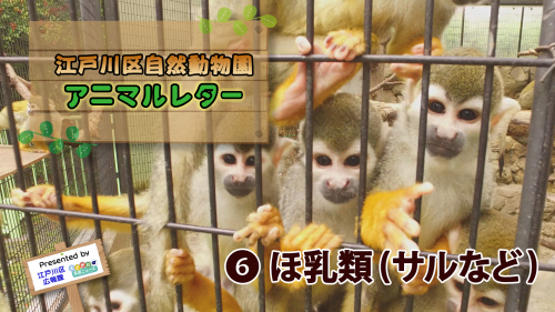 江戸川区自然動物園 アニマルレター⑥ 哺乳類