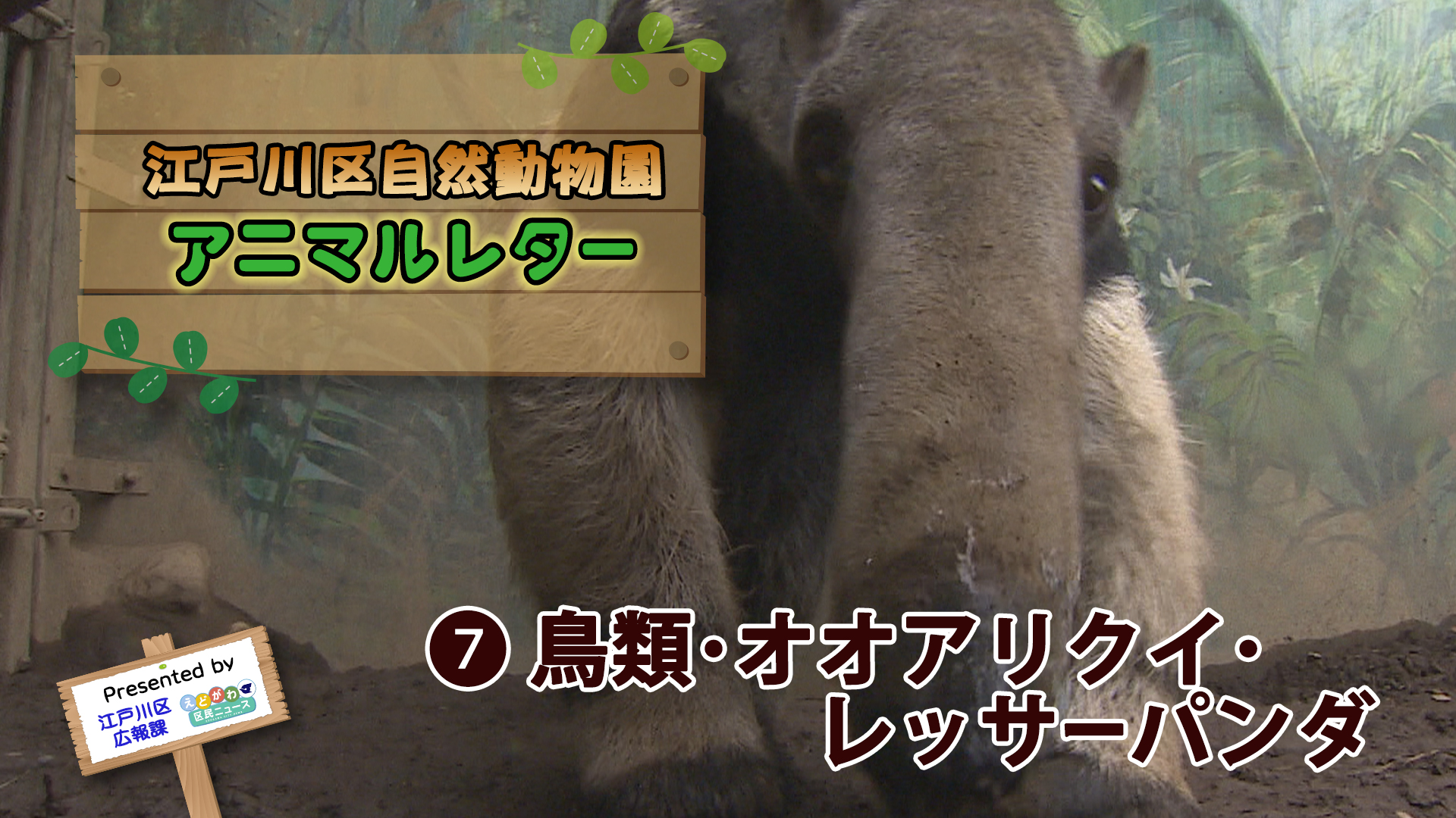 江戸川区自然動物園 アニマルレター 鳥類 オオアリクイ レッサーパンダ 江戸川区広報番組 えどがわ区民ニュース