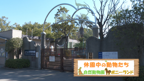 休園中の動物たち 自然動物園・ポニーランド