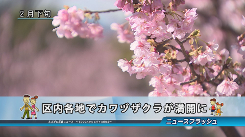 区内各地でカワヅザクラが満開に