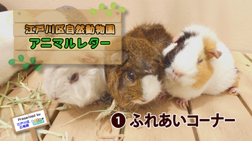 江戸川区自然動物園 アニマルレター① ふれあいコーナー