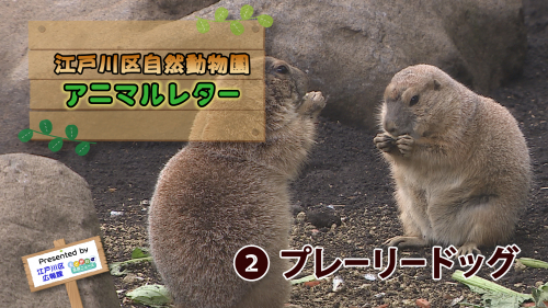 江戸川区自然動物園 アニマルレター② プレーリードッグ