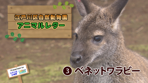 江戸川区自然動物園 アニマルレター③ ベネットワラビー