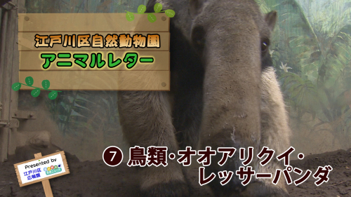 江戸川区自然動物園 アニマルレター⑦ 鳥類・オオアリクイ・レッサーパンダ