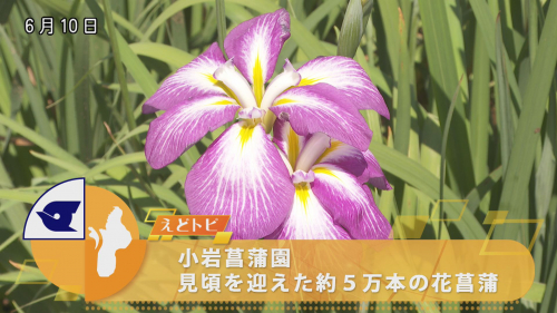 小岩菖蒲園 見頃を迎えた約５万本の花菖蒲