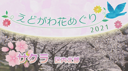 えどがわ花めぐり2021 サクラ～区内北部～