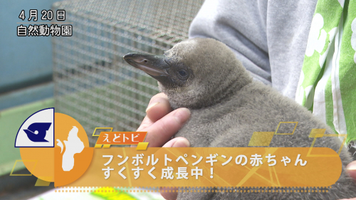 フンボルトペンギンの赤ちゃんすくすく成長中！