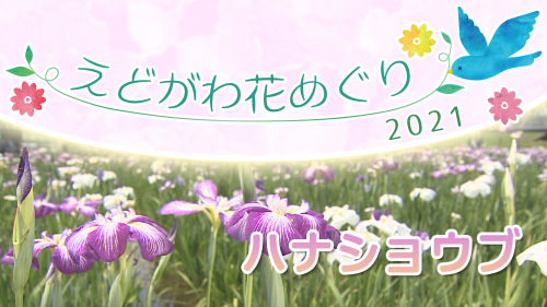 えどがわ花めぐり2021 ハナショウブ