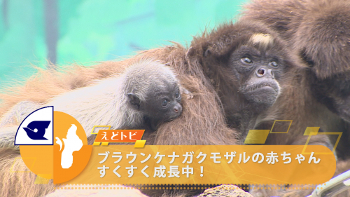 ブラウンケナガクモザルの赤ちゃん すくすく成長中！