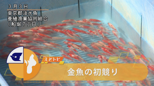 金魚の初競り