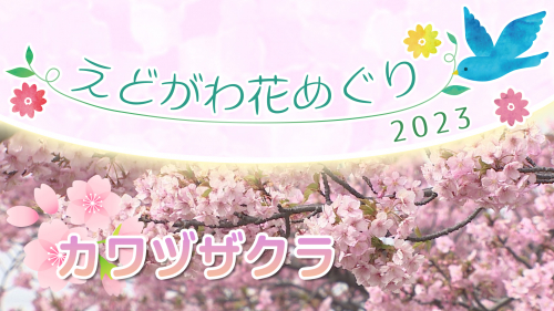 えどがわ花めぐり2023 カワヅザクラ