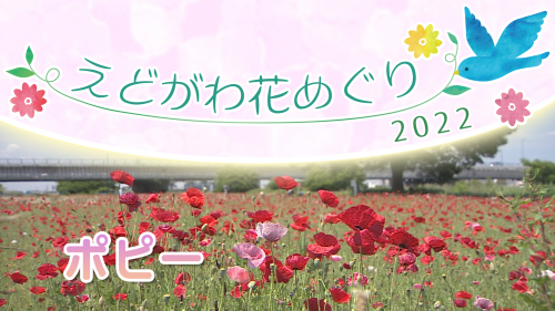 えどがわ花めぐり2022 ポピー