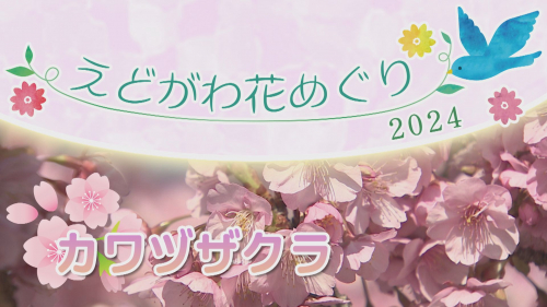 えどがわ花めぐり2024 カワヅザクラ