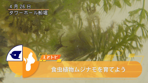 食虫植物ムジナモを育てよう