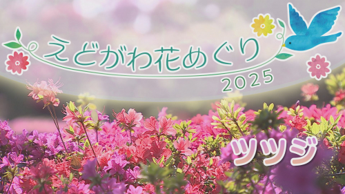 えどがわ花めぐり2025 ツツジ