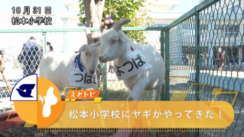 松本小学校にヤギがやってきた！